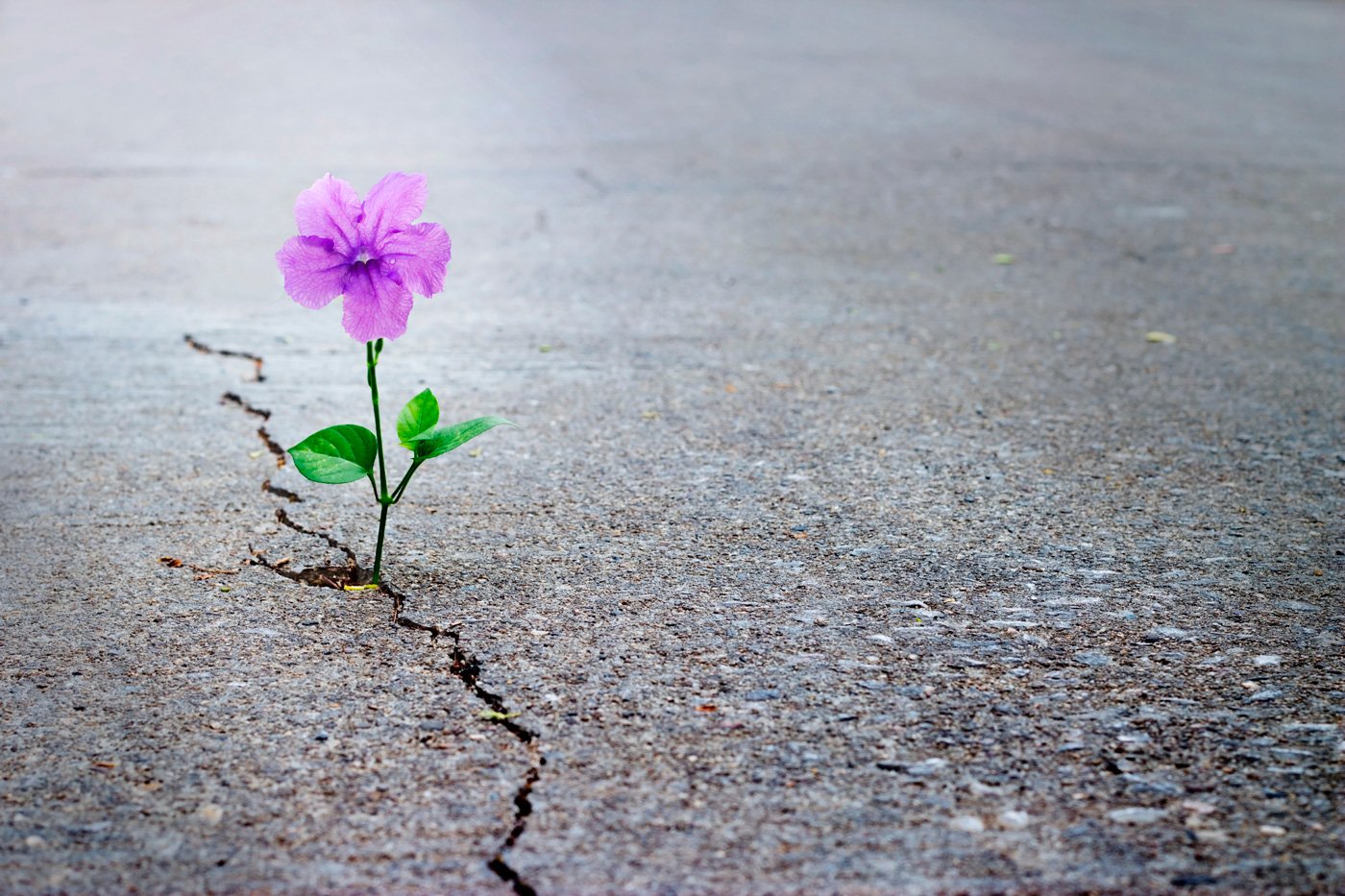 10 tecnicas para fortalecer tu resiliencia - Transformando Diagnósticos